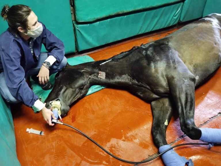 what is ketamine used for in horses